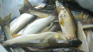 ひと釣りいこうぜ、アユ漁解禁！