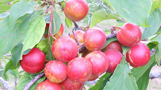 美味しそ～な、すももの里のすもももやっぱりもものうち。