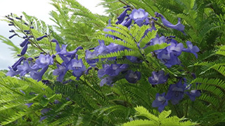 可憐な紫の花が咲く、世界三大花木ジャカランダ。