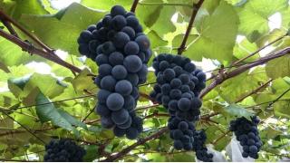 食の秋到来！まずはぶどう狩り体験からどうぞ！