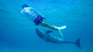 日本初！外洋でイルカと触れ合う体験ができちゃうんだってさ。