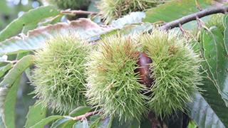 袋いっぱいに栗ひろいして300円！そしてそのままハーブランチを堪能…。