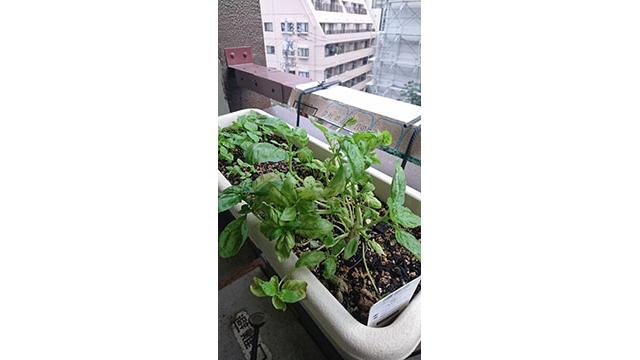 カワバンガ！(ででお)