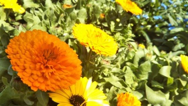 東銀座の行商人のおばあちゃん（堅田ヒカル）