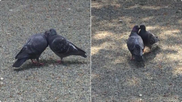 ポッポッポォ ハトポッポォ 豆が欲しいか そｒ でもここの地主さん 鳩にエサをあげないで って言ってるからダメなんだ ゴメンな いい大人達が本気でブログを書いてみた いい大人達が本気でチャンネルを開設してみた いい大人達 ニコニコチャンネル ゲーム