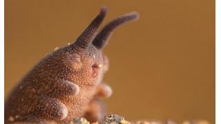 猫バスに似てるからってだけで「トトロ」と名付けられたイモムシ