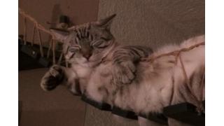 猫をダメにする“吊り橋”でダメになっているネコさんがダメ可愛い