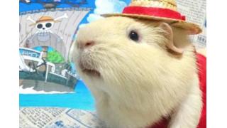 反則レベルの可愛さにメロメロ　モルモットたちのキュートなコスプレ