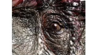 この化石、世界初公開！ジュラ紀最大の肉食恐竜トルボサウルス（本物）が日本にやってくる！