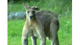 B級映画が作れそうなホラー感　オーストラリアの郊外に出没するカンガルーが話題に