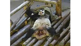 トロント動物園のパンダが休日に部屋でゴロゴロするおっさんみたいな姿を晒す