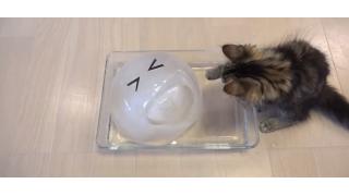 10匹のネコ一家に大きな氷のボールをプレゼント　ひんやりして気持ちいいですにゃ〜