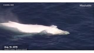 オーストラリアに伝説の「白いクジラ」が出現、かつて確認された個体の子供である可能性も