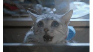 本物のネコがドラちゃんを演じる実写映画「ドラえもん」が中国で製作中!? ウルトラマンっぽい何かもいる模様