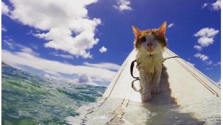 我輩は波乗りキャットである　ハワイの海でサーフィンをする片目の猫が人気を集める