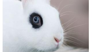 奇跡のようなアイメイク模様　海外でビジュアル系バンドのボーカルっぽい「白うさぎ」が発見される