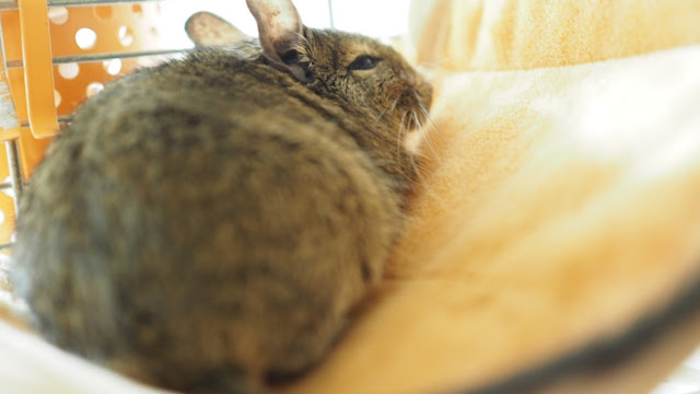 拷問されたり夜這いしたりする侍のゲーム