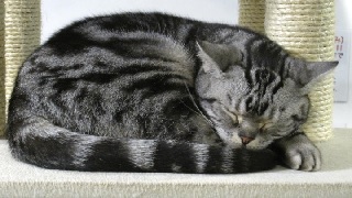 【日刊系セピア】ねむねむねこのつぶやき【4/21(木)】