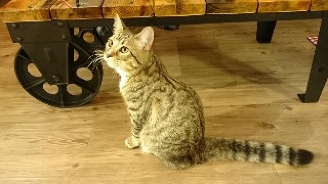 【修正あり】2017年 新春年賀状企画について