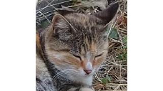 チャンネル動画と連載ブロマガについて