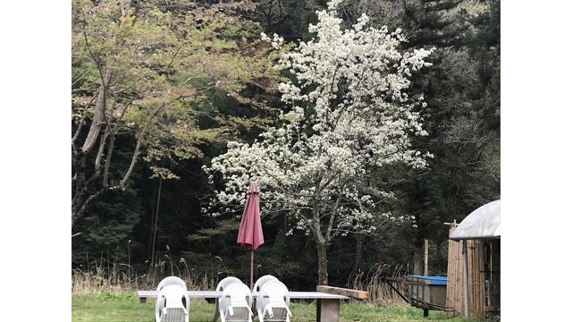 桜&#127800;は散っても