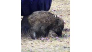 子イノシシは、恋の使子