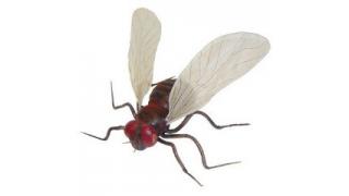 ドッゲェェ！耳の穴からうじ虫発生！