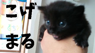 こげまる写真集その１