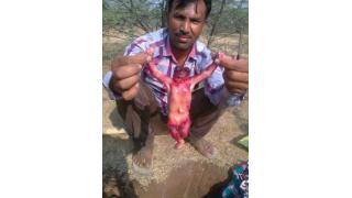 インドで宇宙人のような生き物が発見される？　正体は未だに不明でSNSで大拡散