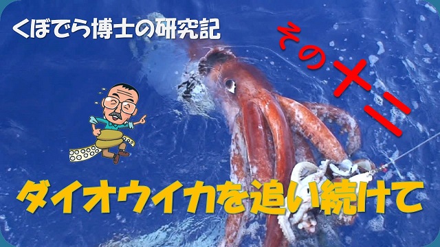 窪寺博士のダイオウイカ研究記－その１2