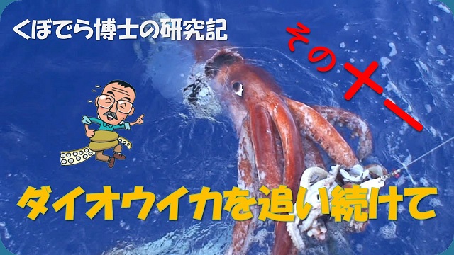 窪寺博士のダイオウイカ研究記－その１１