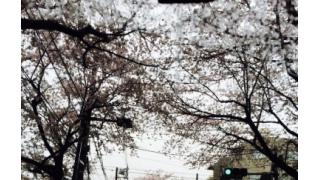《4/4 植田圭輔より》桜を見ながら。。。