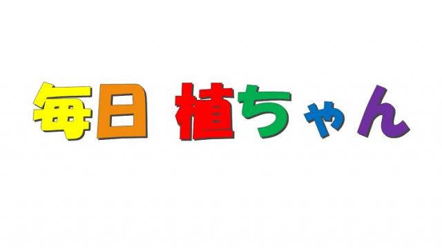 新企画『毎日植ちゃん』本日からスタート！