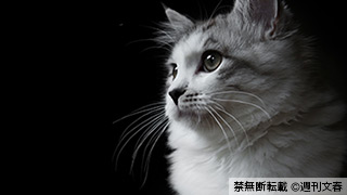 ＜「週刊猫春」特典画像＞ 原色美猫図鑑「世界で一番美しい猫たち」撮影・アストリッド・ハリソン
