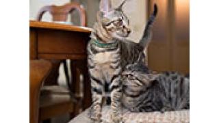「週刊文春」グラビアで掲載された「週刊猫春」の神猫たちの秘蔵カットを一挙公開！