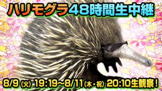 ハリモグラ放送のタイムシフト欠損に関しまして