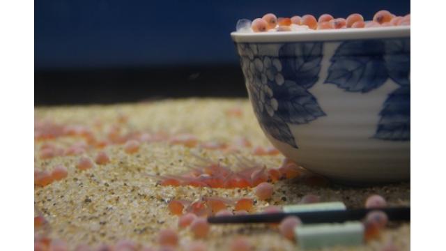 【予定】生イクラ丼と生年越し可能です！☆