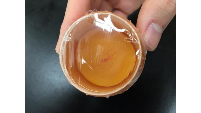 【干支】ニワトリの卵を４８時間観察しよう☆