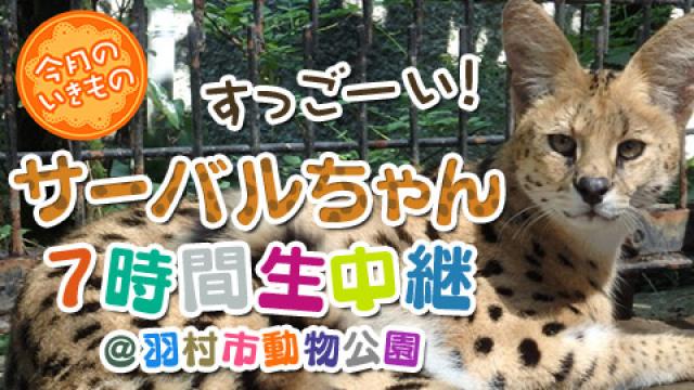 【たーのしー！】サーバルちゃんさん7時間生中継×2日間！