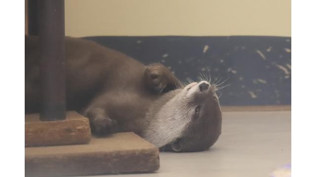 【けものフレンズ声優の飼育体験も！】カワウソ56時間生中継