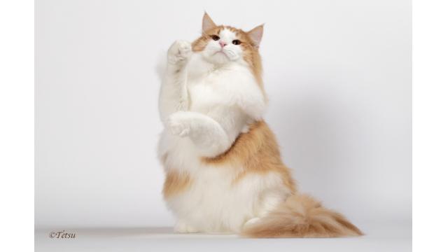 【にゃんこ～！】ノルウェージャンフォレストキャット1000分生観察