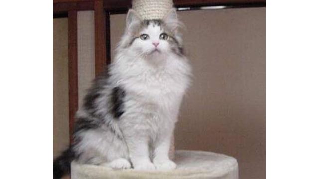 【猫】TS予約はお済みかにゃ？？？？？【画像大量】