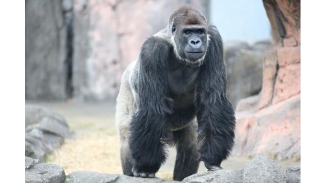 【ウホウホ♪】ゴリラさん8時間生中継★