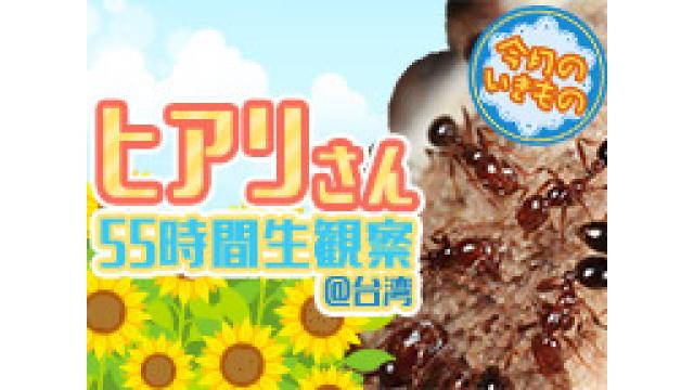 【今月のいきもの★夏休みSP】ヒアリさん５５時間生中継＠台湾