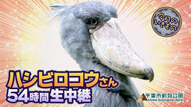ハシビロコウさんを54時間、みんなで観察しよう★
