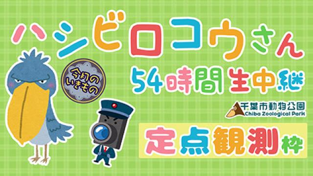 【お待たせいたしました…！】完全定点でハシビロコウさんを観察！