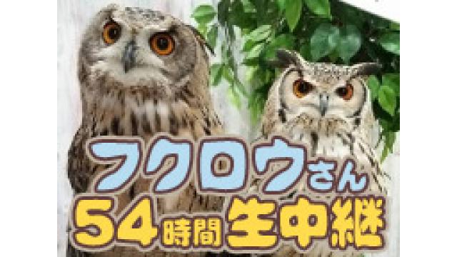 【動画アップしました】フクロウさん54時間生中継（まとめ）
