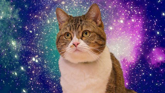 【猫の日にゃん】ネコさん12時間生中継～めざせ宇宙猫～