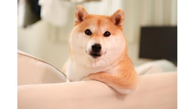 【今週土曜日】ハムスター12時間＆いきものドラマ第2話