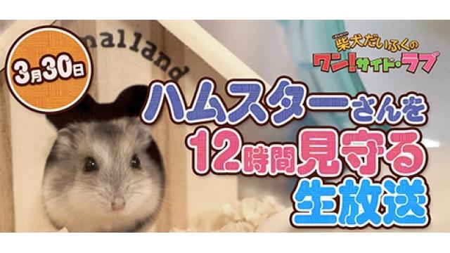 ジャンガリアンハムスターさん12時間観察
